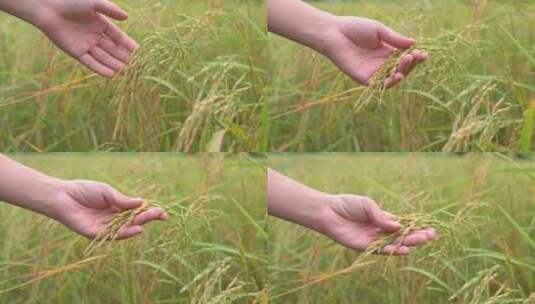 抚摸水稻农业种植高清在线视频素材下载