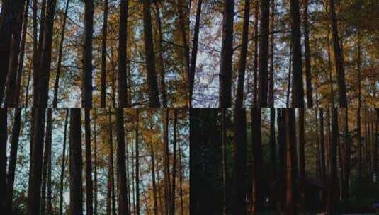 曲苑风荷秋天金黄的水杉树高清在线视频素材下载