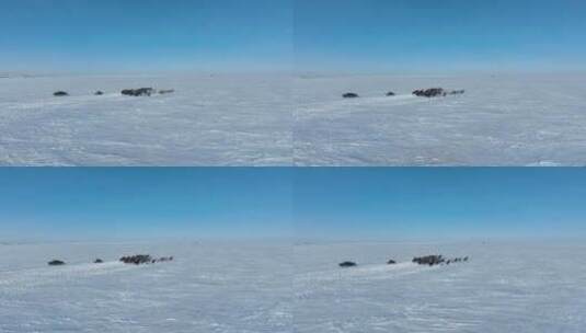 航拍呼伦贝尔冬季草原马群-124高清在线视频素材下载