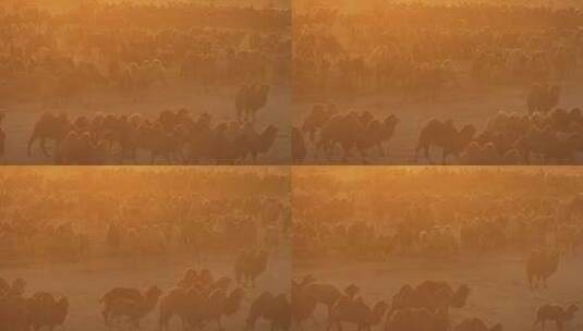 夕阳中的骆驼高清在线视频素材下载