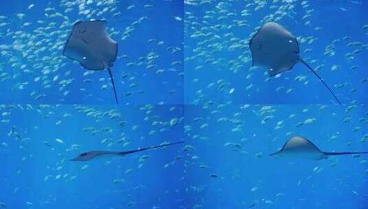 海洋水族馆鱼群高清在线视频素材下载