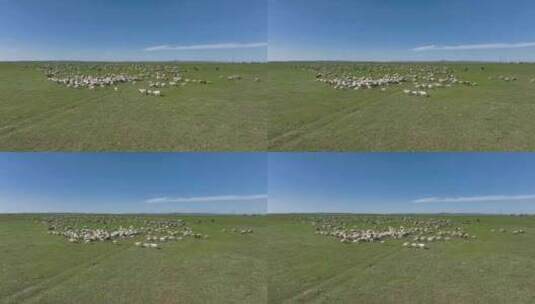 航拍呼伦贝尔草原风光羊群1110高清在线视频素材下载