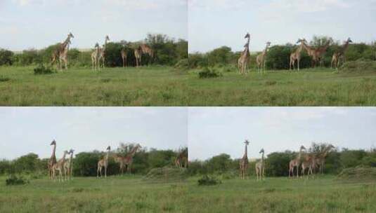 草原上的长颈鹿高清在线视频素材下载
