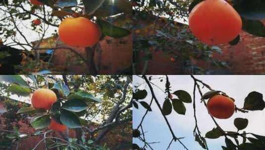 秋季收获柿子高清在线视频素材下载