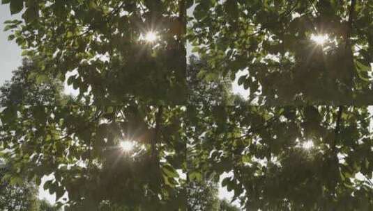 树叶阳光高清在线视频素材下载