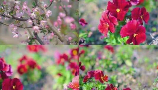 春天秋天樱花树枝叶植物草木特写风景视频素高清在线视频素材下载