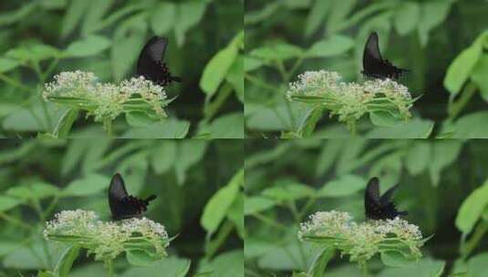 一只黑色的蝴蝶在花上授粉高清在线视频素材下载