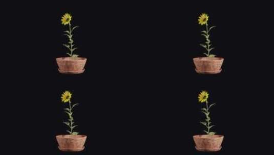 动画开花树与向日葵高清在线视频素材下载
