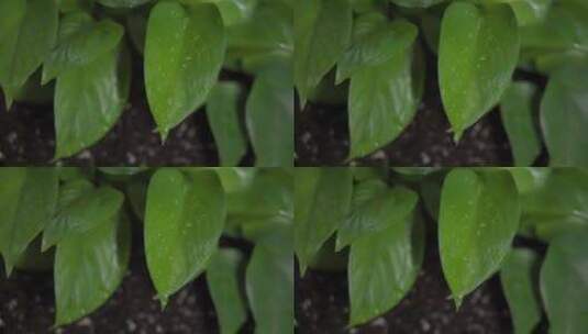 水滴从绿叶子上滴下升格空镜头高清在线视频素材下载