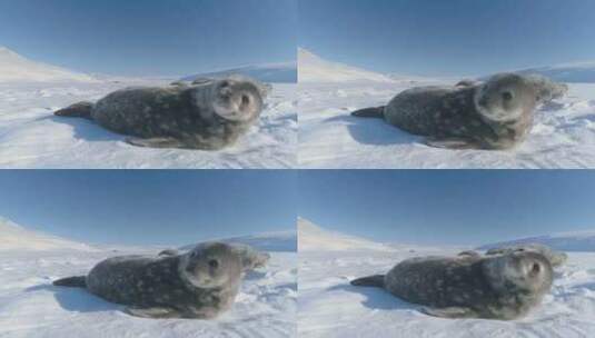 可爱的小威德尔海豹在南极雪地里快乐地玩耍高清在线视频素材下载