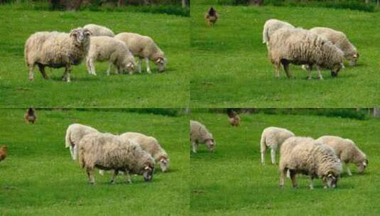 特写在草地上吃草的绵羊高清在线视频素材下载