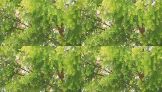 春天来了，阳光下春风吹动的嫩枝绿叶高清在线视频素材下载