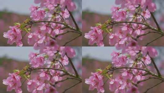 樱花花朵花瓣花开绽放高清在线视频素材下载