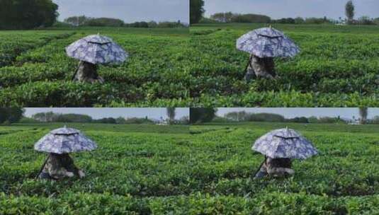 茶园航拍高清在线视频素材下载