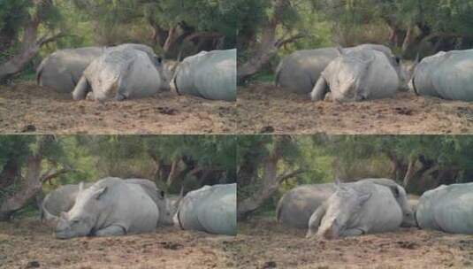 在自然栖息地休息的犀牛高清在线视频素材下载