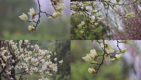 （合集）下雨天挂着雨滴的玉兰花白玉兰高清在线视频素材下载