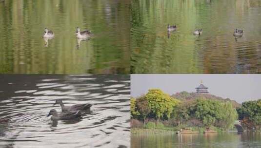 【合集】杭州西湖花港观鱼 秋天空镜头高清在线视频素材下载