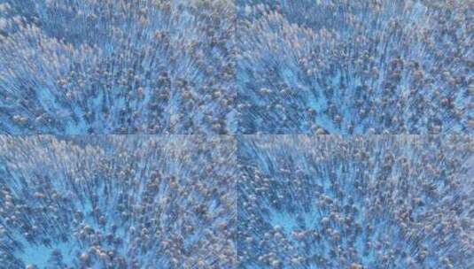 鸟瞰蓝色雪原森林红树梢高清在线视频素材下载