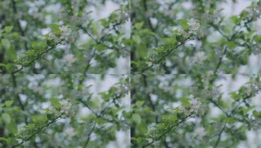 仰拍树上盛开的白色花朵高清在线视频素材下载