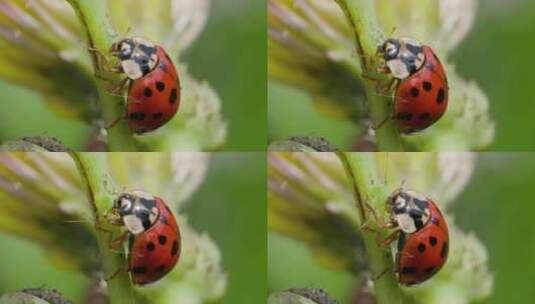 微观战场：瓢虫捕食蚜虫的微距升格特写高清在线视频素材下载