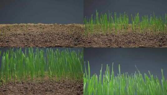 小麦生长延时 种子发芽 春天 万物复苏高清在线视频素材下载