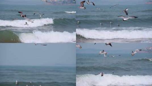 海面海浪上飞翔的海鸥高清在线视频素材下载