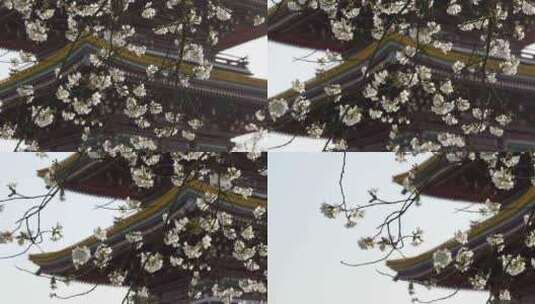 湖北武汉市东湖磨山樱花园五重塔与白色樱花高清在线视频素材下载