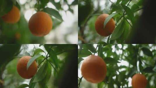挂在桔子树上的橘子橙子高清在线视频素材下载