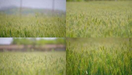 农村田地里即将成熟的小麦高清在线视频素材下载