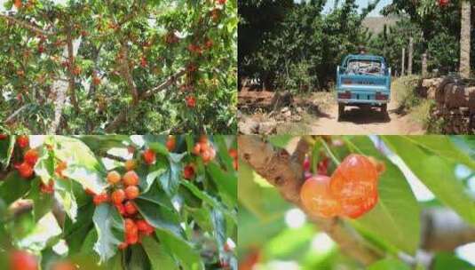 摘樱桃 樱桃 农场 三农 樱桃种植基地高清在线视频素材下载