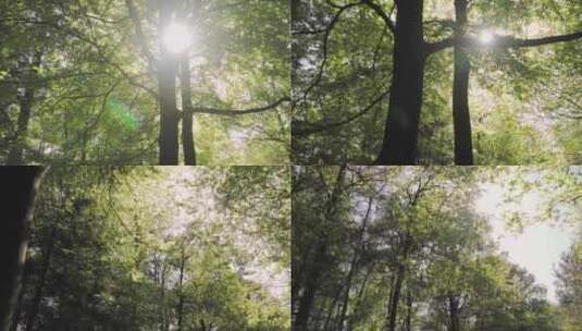 森林里阳光透过树叶高清在线视频素材下载