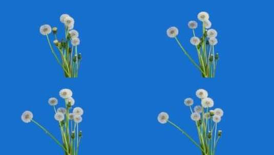 蒲公英种子头在蓝色背景上开花延时。花束中高清在线视频素材下载