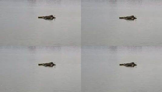 海面浮飘上一只休憩的白鹭高清高清在线视频素材下载