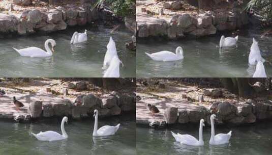 动物园 白天鹅戏水高清在线视频素材下载