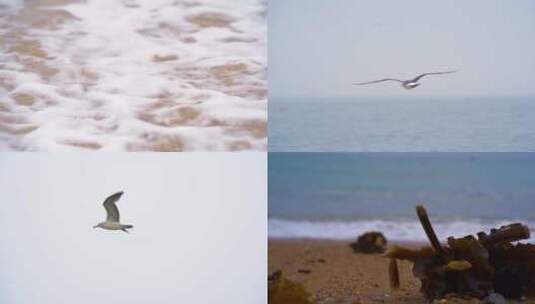 海浪 海滩 海鸥 沙滩 浪花高清在线视频素材下载