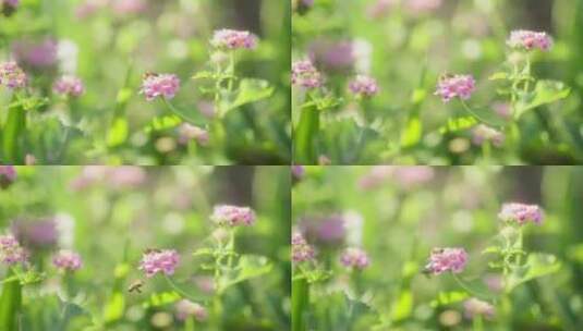 花，植物，叶子，花瓣高清在线视频素材下载