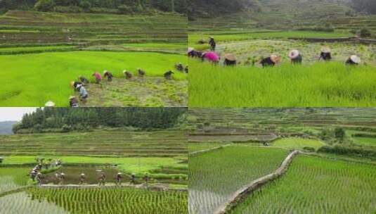 南方梯田水稻种植插秧栽秧春耕播种高清在线视频素材下载