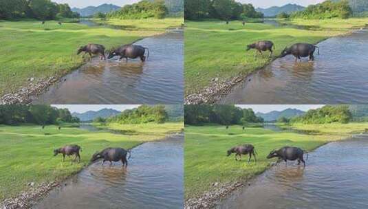 水牛 水牛在水里 夏天的水牛高清在线视频素材下载