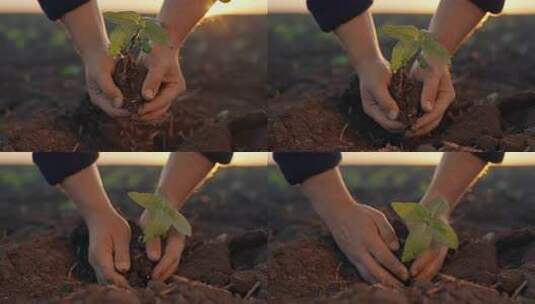 关心自然男性农民种植小豆芽到土壤特写查看高清在线视频素材下载