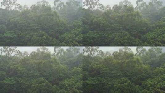 树林下雨森林暴雨俯拍树林下雨天森林暴风雨高清在线视频素材下载