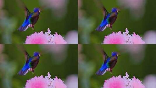 蜂鸟花间飞行特写高清在线视频素材下载