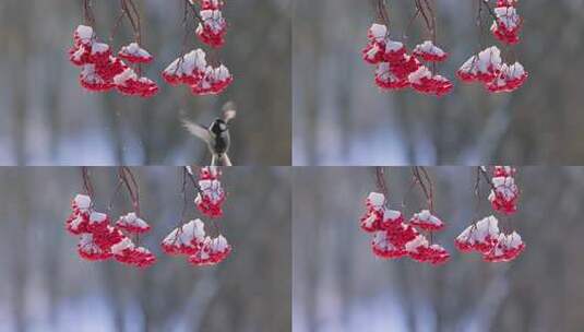 小鸟悬停和枝头覆雪红色浆果特写高清在线视频素材下载