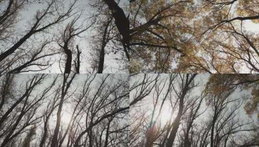 秋天的树林高清在线视频素材下载