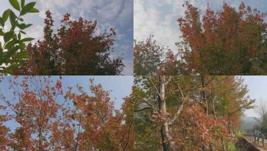 枫叶 红枫 秋天的色彩 冬天红色枫叶 4K高清在线视频素材下载