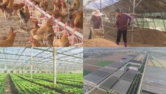 养鸡场 农业种植 大棚高清在线视频素材下载