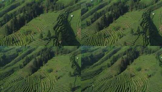 春天茶山航拍风景绿茶基地高清在线视频素材下载