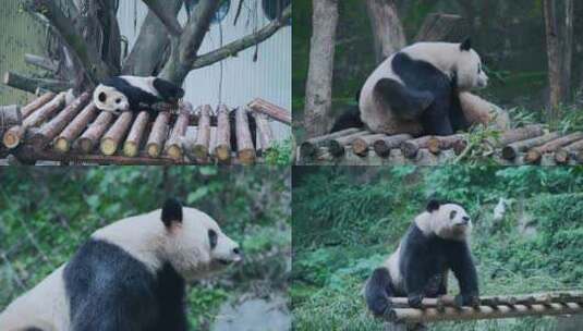 动物园休闲大熊猫视频合集高清在线视频素材下载