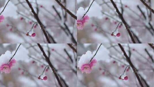 冬季下雪红梅花盛开红梅傲雪高清在线视频素材下载