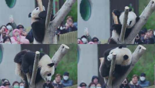 国宝熊猫高清在线视频素材下载
