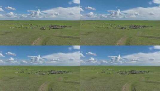呼伦贝尔草原风光羊群1294高清在线视频素材下载